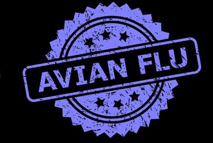 Gripe aviar surge en Ecuador y llega a Bolivia